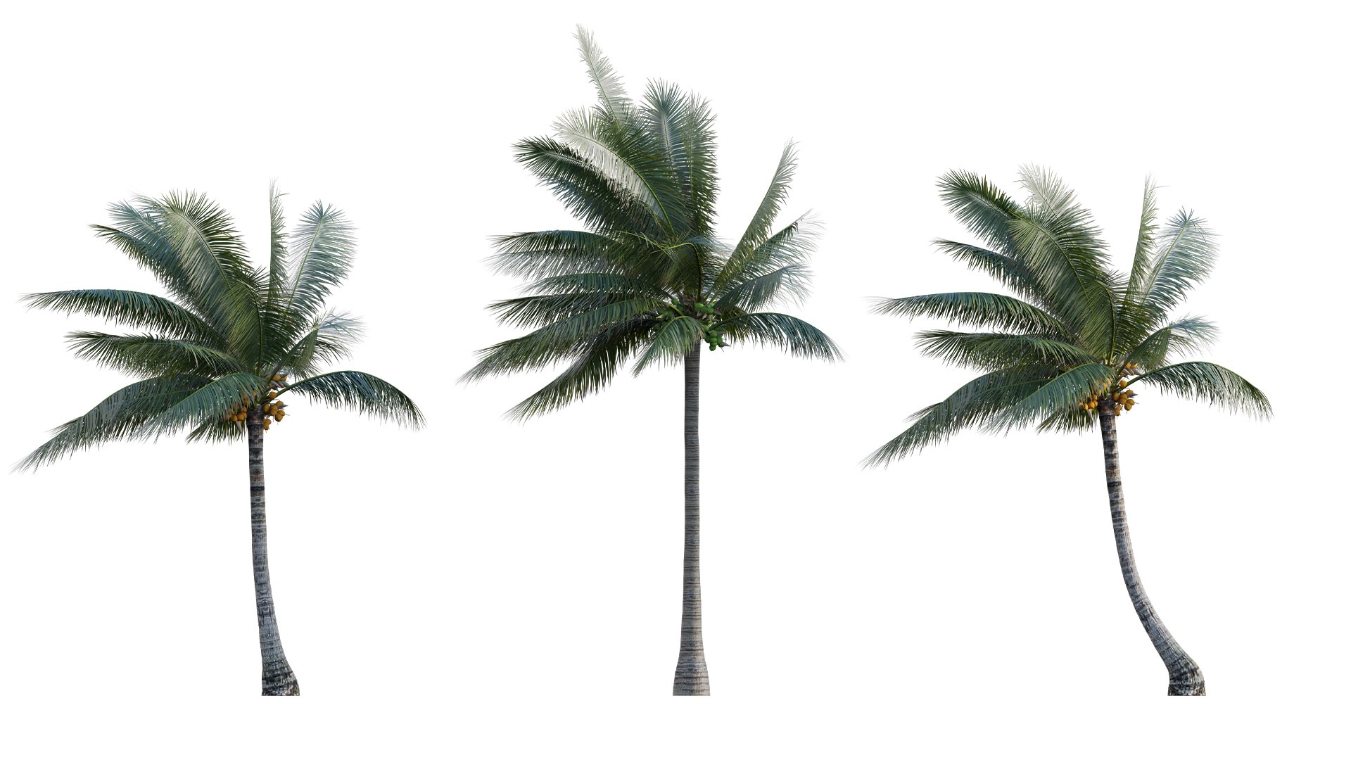 Collection 27 - Tropical garden 3D model https://p.turbosquid.com/ts-thumb/fM/oYu2jL/gu/3dtree_cocosnucifera_v2_06/jpg/1670576210/1920x1080/fit_q87/05d3e0c4397e1f06851e5f3ed9fbc7a6ff251bc2/3dtree_cocosnucifera_v2_06.jpg