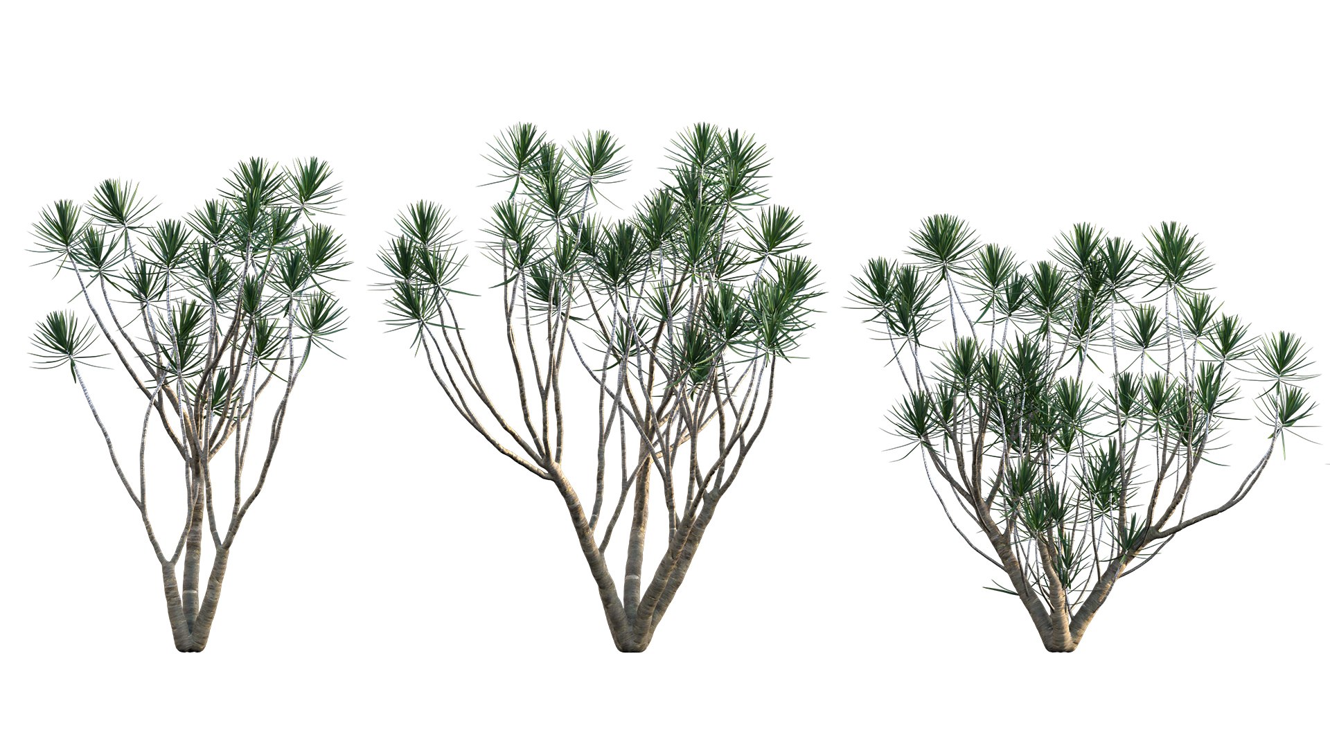 Collection 27 - Tropical garden 3D model https://p.turbosquid.com/ts-thumb/fM/oYu2jL/u2/3dtree_dracaenamarginata_v2_05/jpg/1670576219/1920x1080/fit_q87/d16e202e87a46cdd9293c3ddab82f4d181b48c26/3dtree_dracaenamarginata_v2_05.jpg