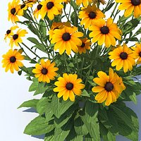Black-Eyed Susan Perennial Flower Mix