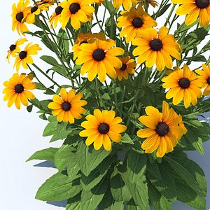 Black-Eyed Susan Perennial Flower Mix