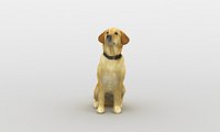 Dog Golden Retriever