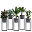 Coleção de plantas exóticas