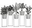 Coleção de plantas exóticas