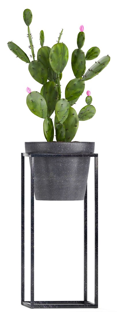 3D model loft exotic plants https://p.turbosquid.com/ts-thumb/fN/TQS3Mn/Tp0CnFEB/plant151007/jpg/1539687486/1920x1080/fit_q87/2631eaee7c9996008df3f1518dbd0a68eea3da20/plant151007.jpg