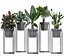 Coleção de plantas exóticas