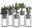 Coleção de plantas exóticas