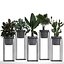 Coleção de plantas exóticas