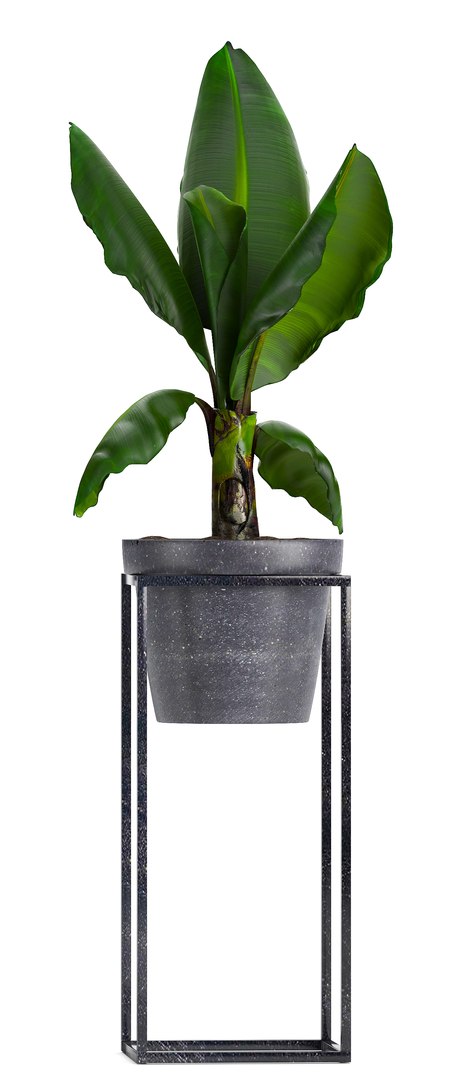 3D model loft exotic plants https://p.turbosquid.com/ts-thumb/fN/TQS3Mn/pqnDuv5C/plant151005/jpg/1539687486/1920x1080/fit_q87/c7df77444fabeea51916ec3f0b88f774247520b6/plant151005.jpg
