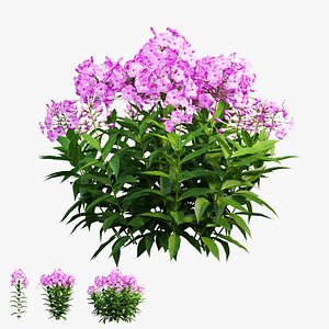 Phlox paniculata larissa set 02 3D model