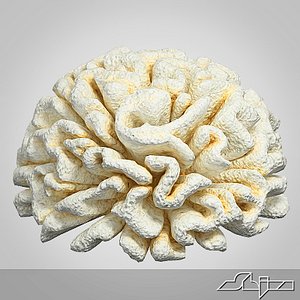 Fake Coral 2
