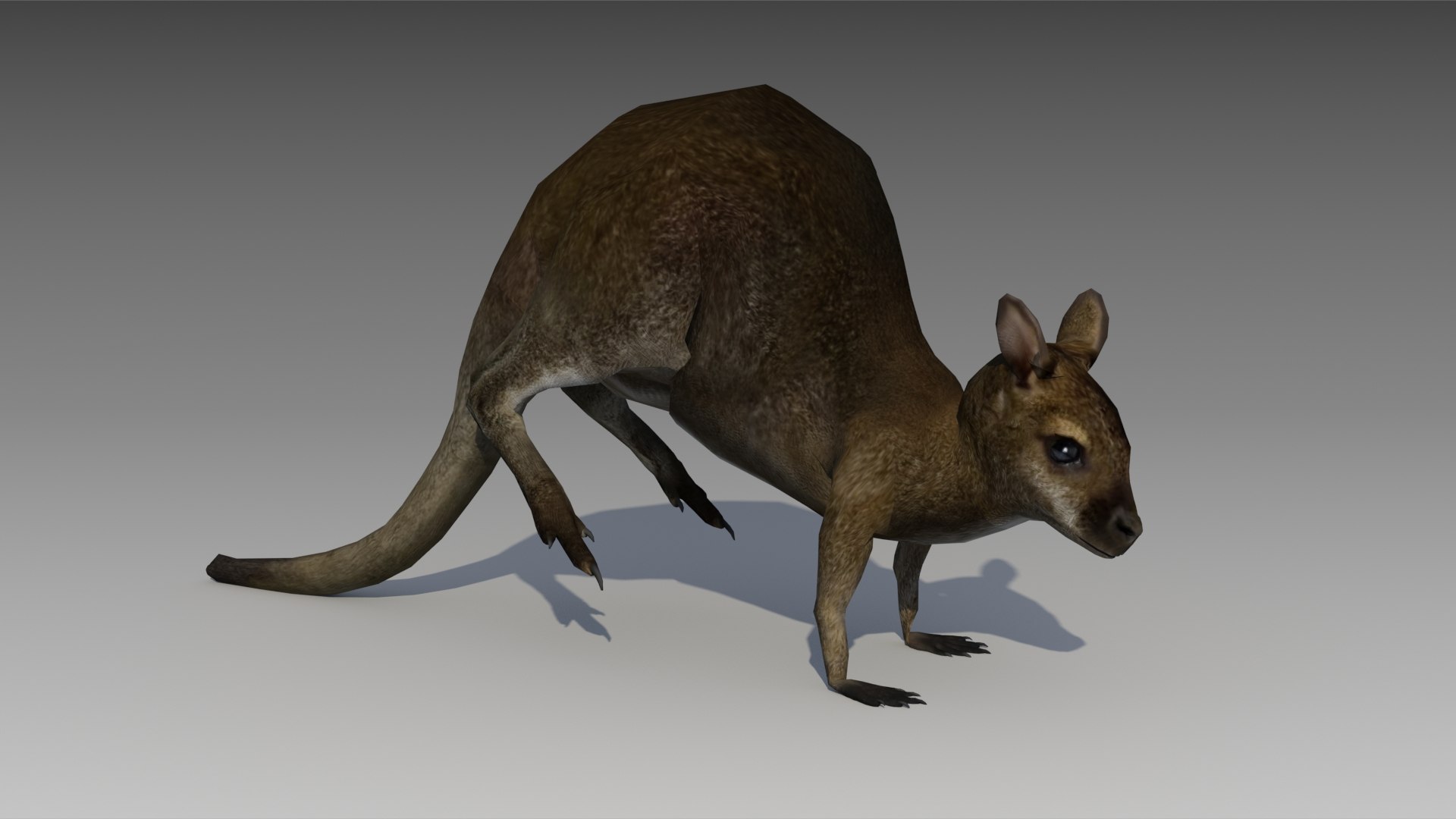 3D Wallaby - TurboSquid 1167208
