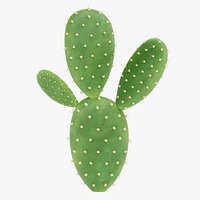 Opuntia