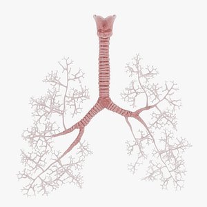 3D Trachea with Bronchi model