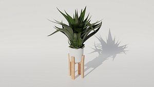 Agave Plant PA 3D