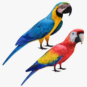 Macaw Parrot Collection