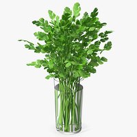 Cilantro Water Glass