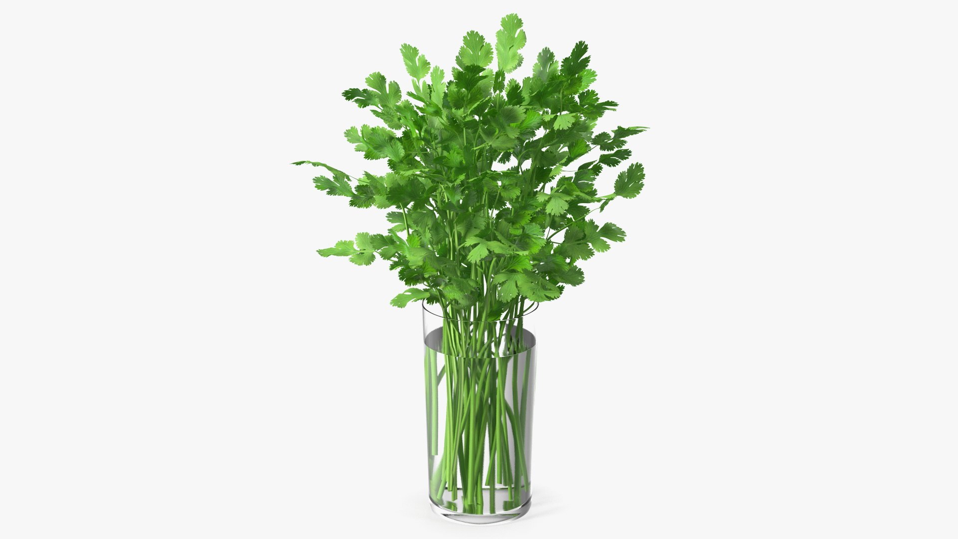 Cilantro Water Glass 3D model preview