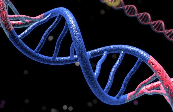 3d model human dna helix