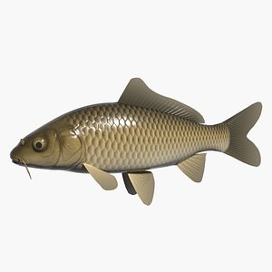 fish carp 3d model