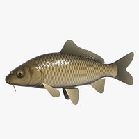 Carp