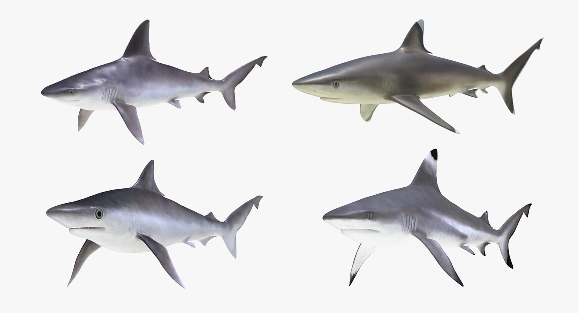 Sharks Rigged Collection 5 for Maya 3D model preview