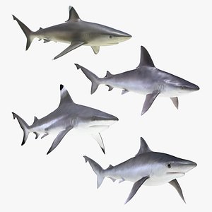 rigged sharks 5 3D