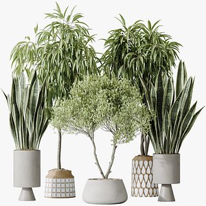 3D AV Indoor plants set 174 Ficus Binnendijkii and Mission Leccino Arbequina Olive and Snake Green Sans