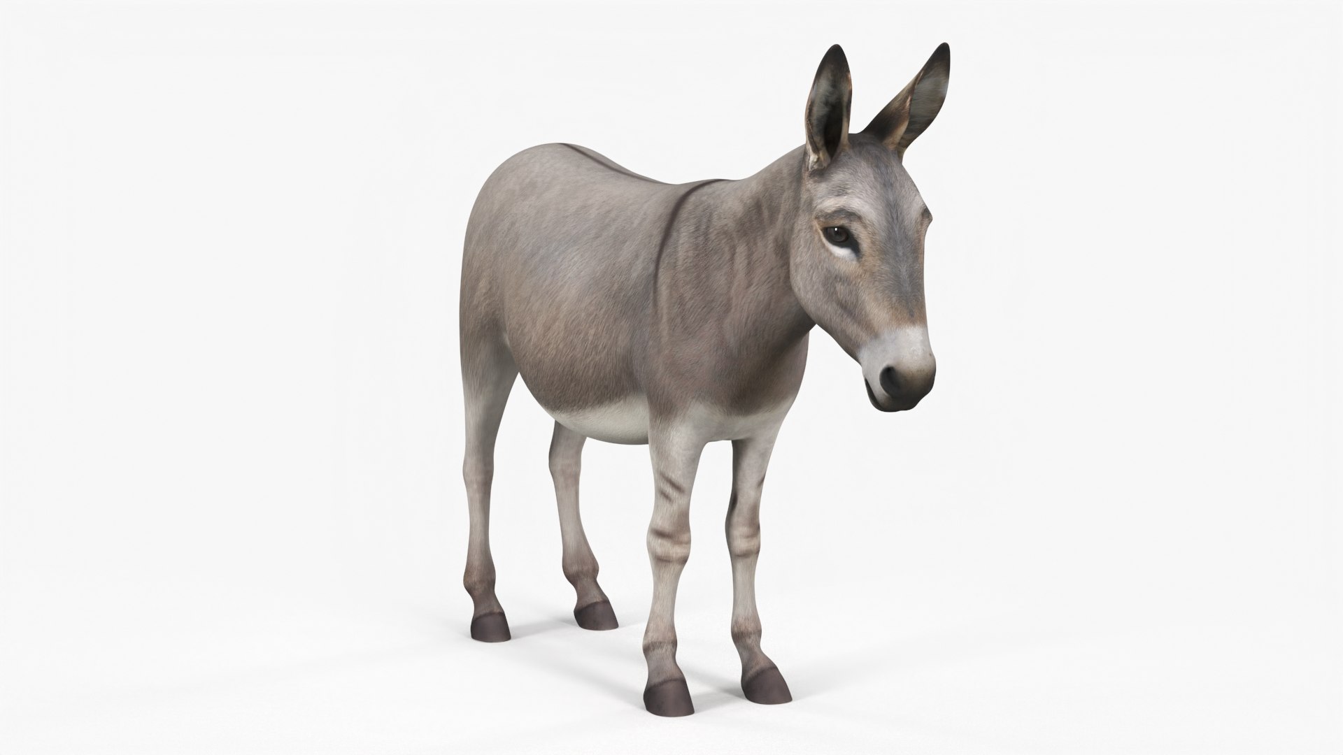 Farm Mammal Donkey 3D model https://p.turbosquid.com/ts-thumb/fP/7QWeTp/be/farm_mammal_donkey_002/jpg/1749256555/1920x1080/fit_q87/6ffda82ecf94d7eadafadebb7f69a6b0ca916137/farm_mammal_donkey_002.jpg