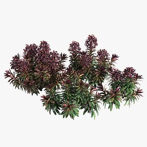 Euphorbia Blackbird 01 3D model