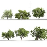 Quercus petraea - Bur Oak