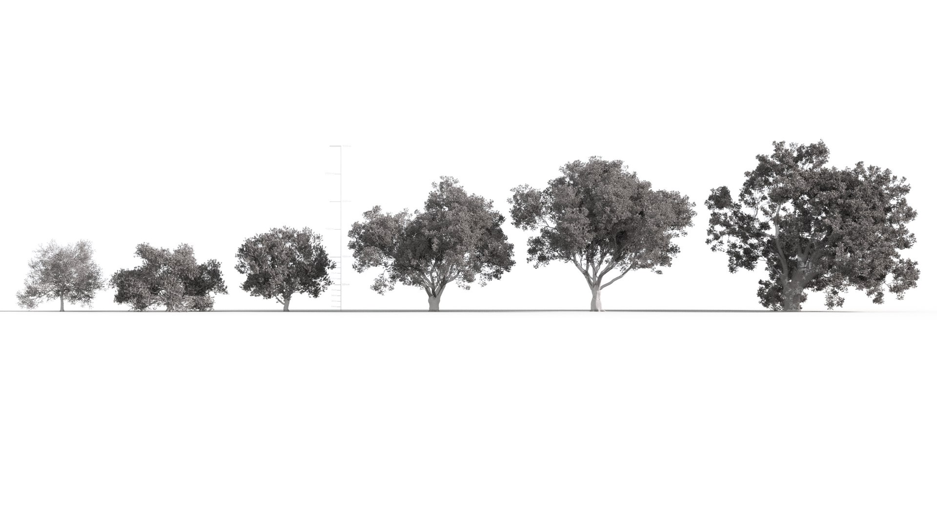 Quercus petraea - Bur Oak model https://p.turbosquid.com/ts-thumb/fP/TrlxSZ/ao/gd_v24_quercus_petraea_wire/jpg/1787490010/1920x1080/fit_q87/8f7353b9030855bc9655b56a0223184c99130c62/gd_v24_quercus_petraea_wire.jpg
