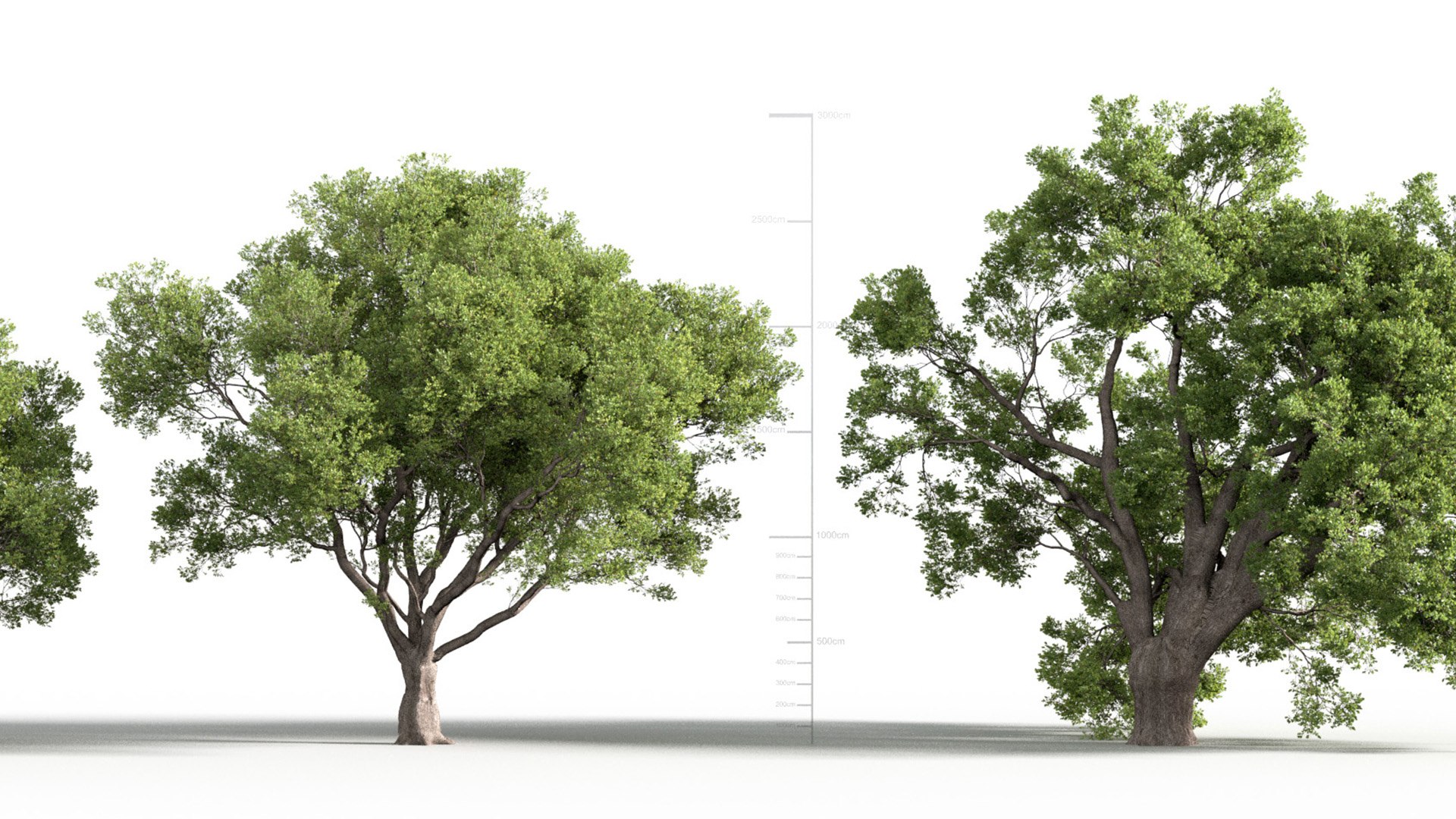 Quercus petraea - Bur Oak model https://p.turbosquid.com/ts-thumb/fP/TrlxSZ/wl/gd_v24_quercus_petraea_07/jpg/1787490017/1920x1080/fit_q87/7de33e93556fcbb8f0cfd2f993085058353d0201/gd_v24_quercus_petraea_07.jpg