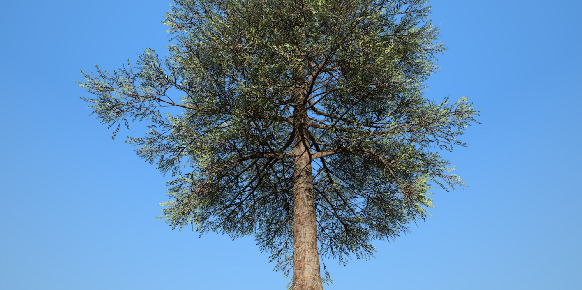 3D Conifer Tree 002 model https://p.turbosquid.com/ts-thumb/fP/amu8T7/0x/23/png/1624053554/1920x1080/fit_q87/498caddb0d1f32b0e1ece189bcfd261c9ad067ec/23.jpg