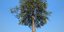 Conifer Tree 002