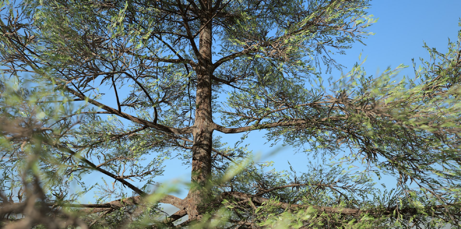 3D Conifer Tree 002 model https://p.turbosquid.com/ts-thumb/fP/amu8T7/T7/22/png/1624053562/1920x1080/fit_q87/9d4ab94b4dea298816a75772542499cf51d18c81/22.jpg