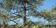 Conifer Tree 002