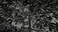 Conifer Tree 002