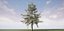 Conifer Tree 002