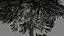 Conifer Tree 002
