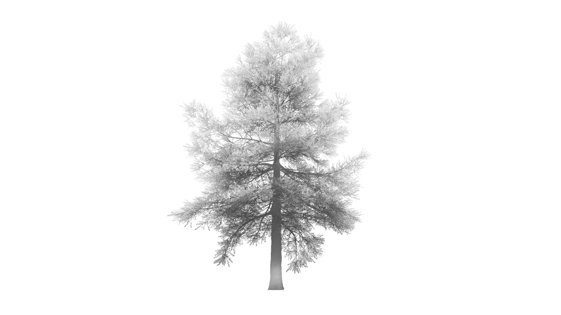 3D Conifer Tree 002 model https://p.turbosquid.com/ts-thumb/fP/amu8T7/fc/24/png/1624053534/1920x1080/fit_q87/69fd7d59a7b4a8b3f88be519e8b397a2928d2b1a/24.jpg