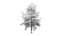 Conifer Tree 002