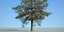 Conifer Tree 002