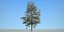 Conifer Tree 002