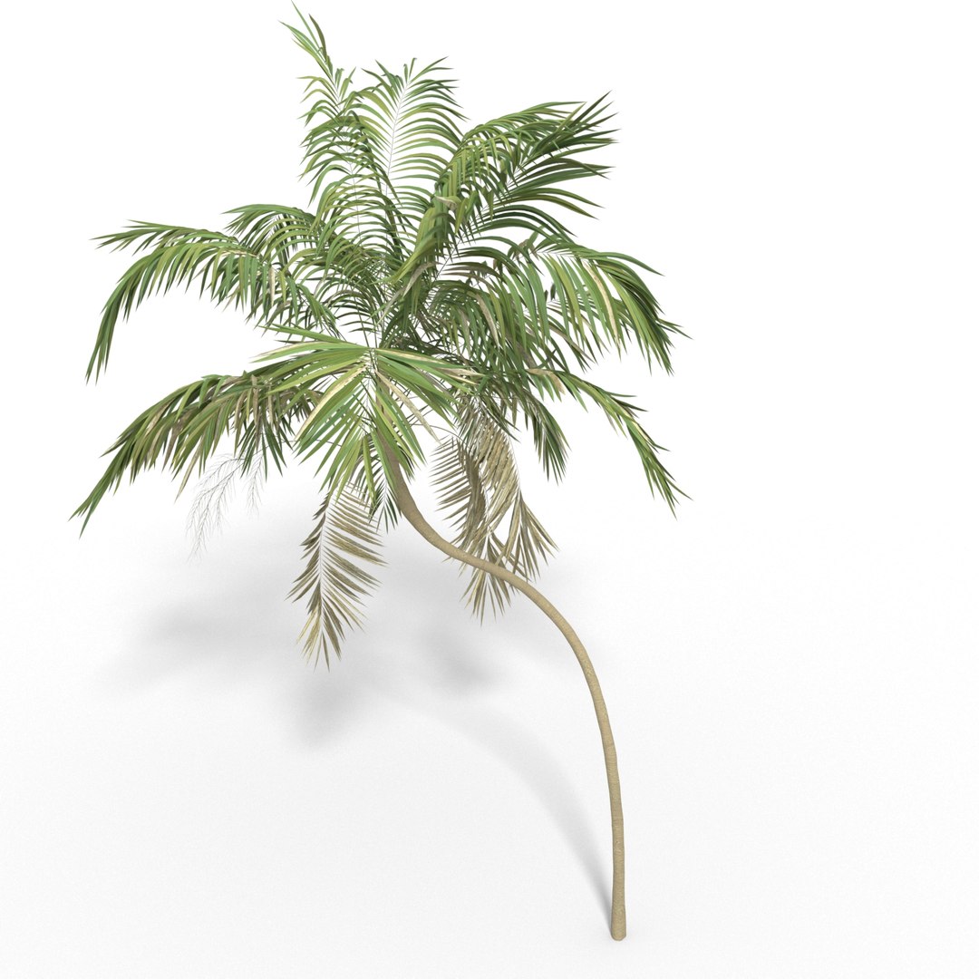 palm 2 model https://p.turbosquid.com/ts-thumb/fP/eDVeYd/1QgYw3zj/palm2001/jpg/1510269512/1920x1080/fit_q87/ac8394da5428e4bb185a26df9f8aafadd7b7feb3/palm2001.jpg