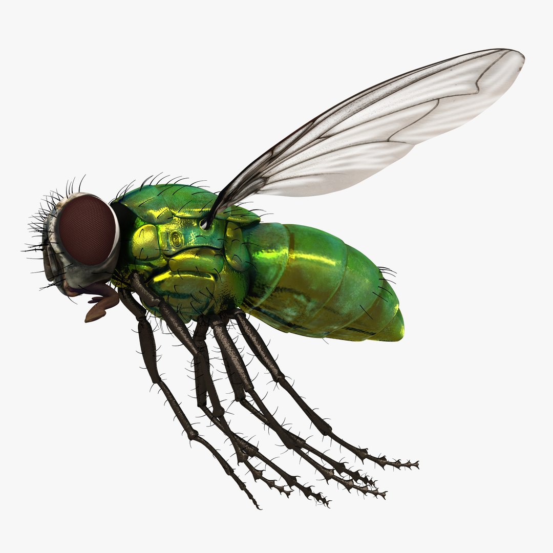 Green Bottle Fly Pose 3 3D model preview