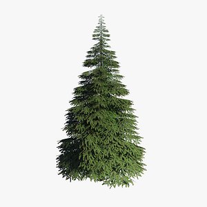 spruce v2 lowpoly
