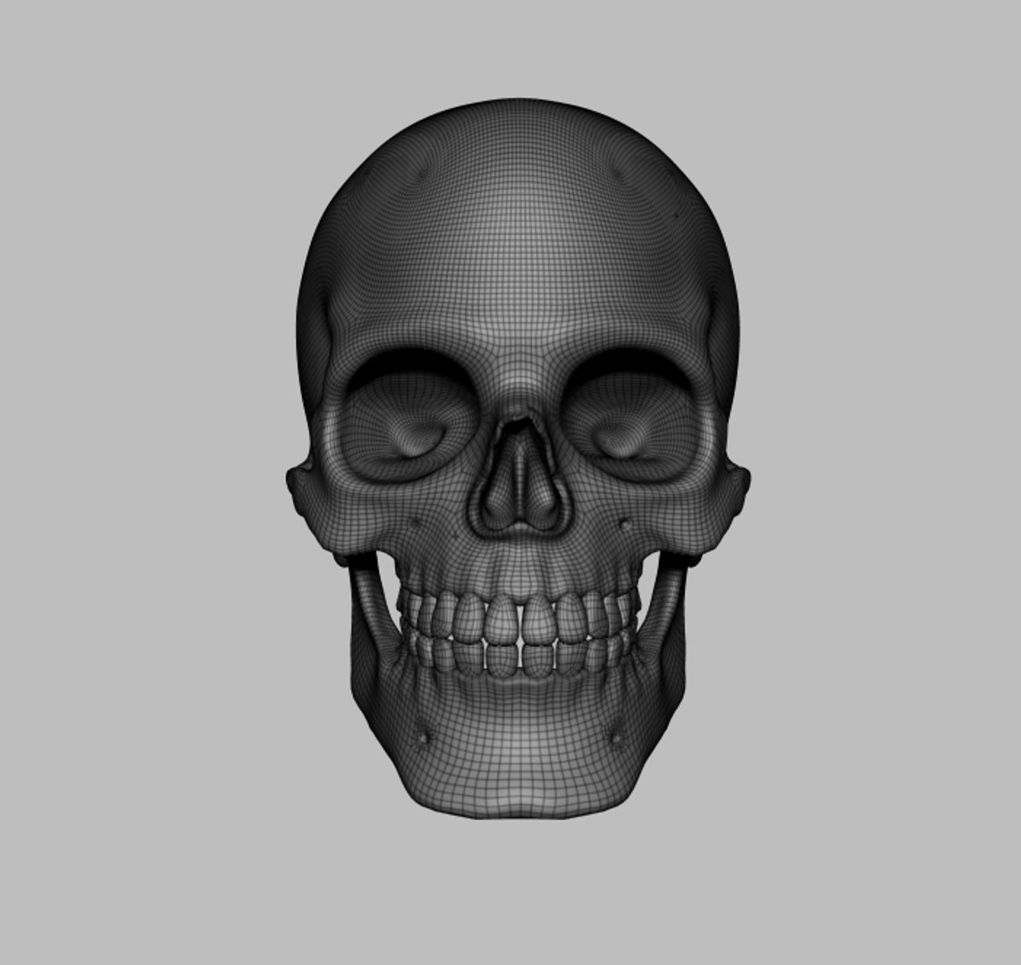 3D skull https://p.turbosquid.com/ts-thumb/fQ/GbOdkc/2ZL0jABy/front/jpg/1491158623/1920x1080/fit_q87/5d75ce4fd8c493a94ab3df2427a36f6b6a250166/front.jpg