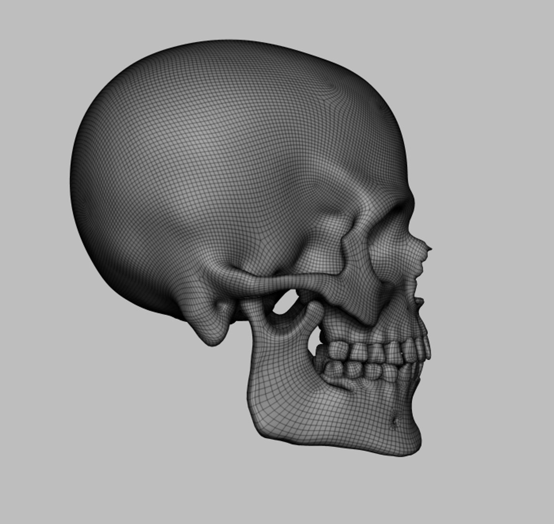 3D skull https://p.turbosquid.com/ts-thumb/fQ/GbOdkc/K4IYxnmA/side/jpg/1491158623/1920x1080/fit_q87/6dc5bddf2047607090343866b6c8b465c433de0f/side.jpg