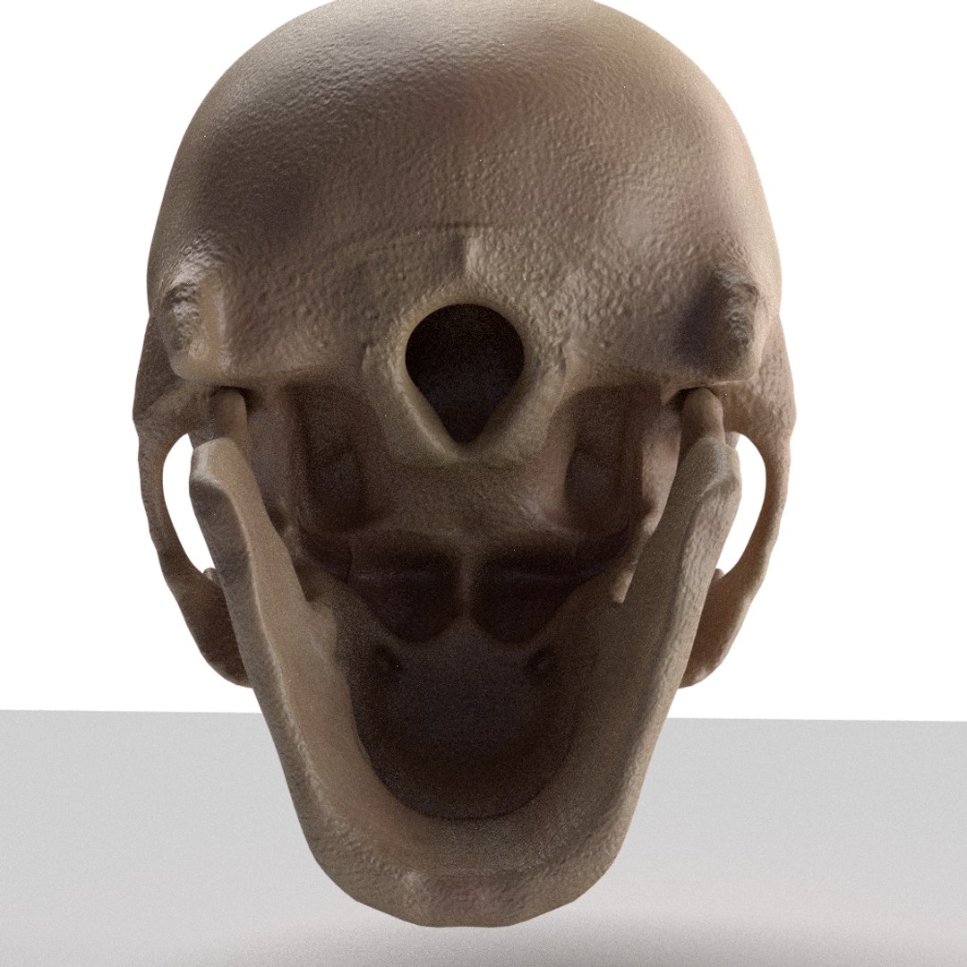 3D skull https://p.turbosquid.com/ts-thumb/fQ/GbOdkc/WnRH3bti/down/png/1491158623/1920x1080/fit_q87/4bf392d615816fbe9e6896115b457ccfe72dd6de/down.jpg