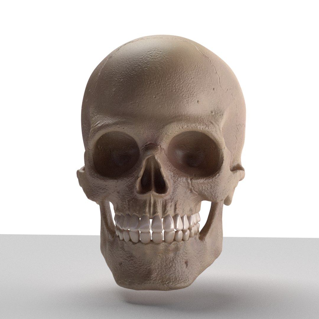 3D skull https://p.turbosquid.com/ts-thumb/fQ/GbOdkc/enCtkYGP/front/png/1491158623/1920x1080/fit_q87/d17734b3b9162b6e16f5fce704a9c31177780da1/front.jpg